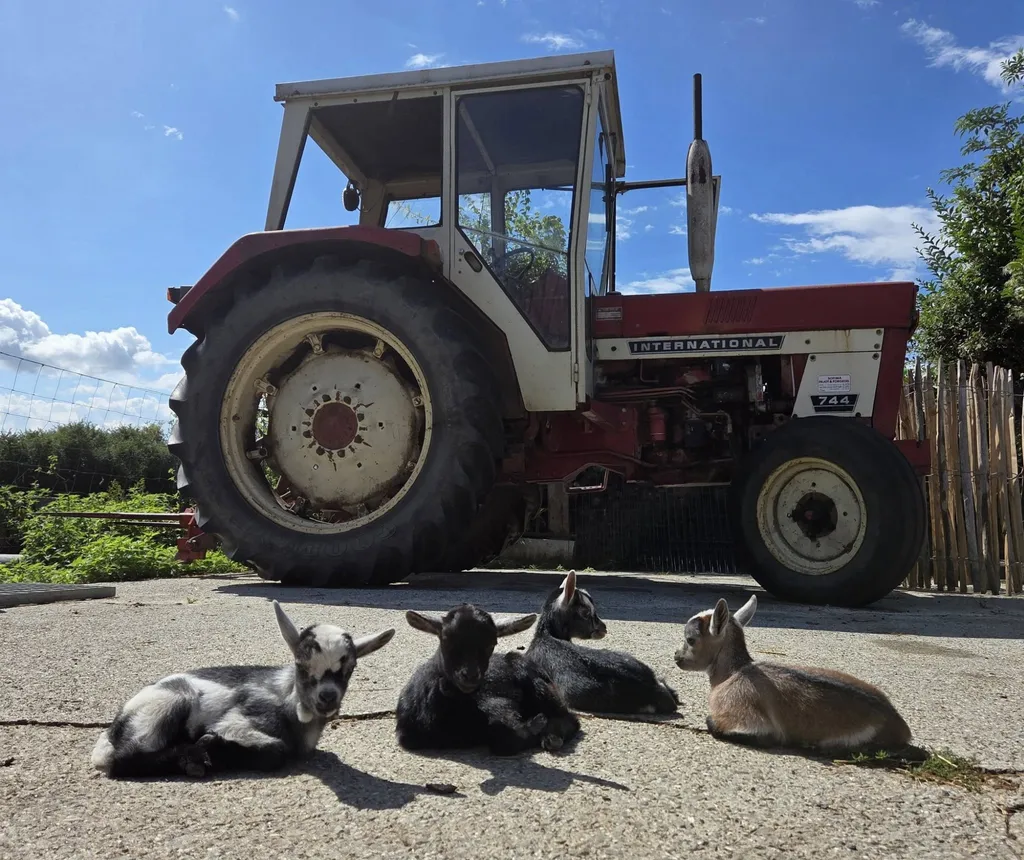 Ouverture: Mini-ferme de Gaëtan à Sassegnies — Événement