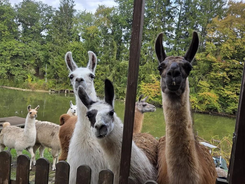 Ouverture de la mini ferme à Sassegnies — Événement