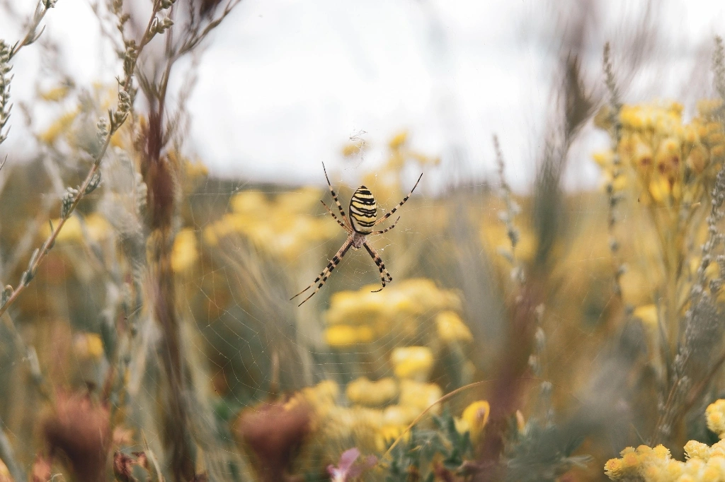 Présentation: Le monde des araignées à Sains-du-Nord — Événement