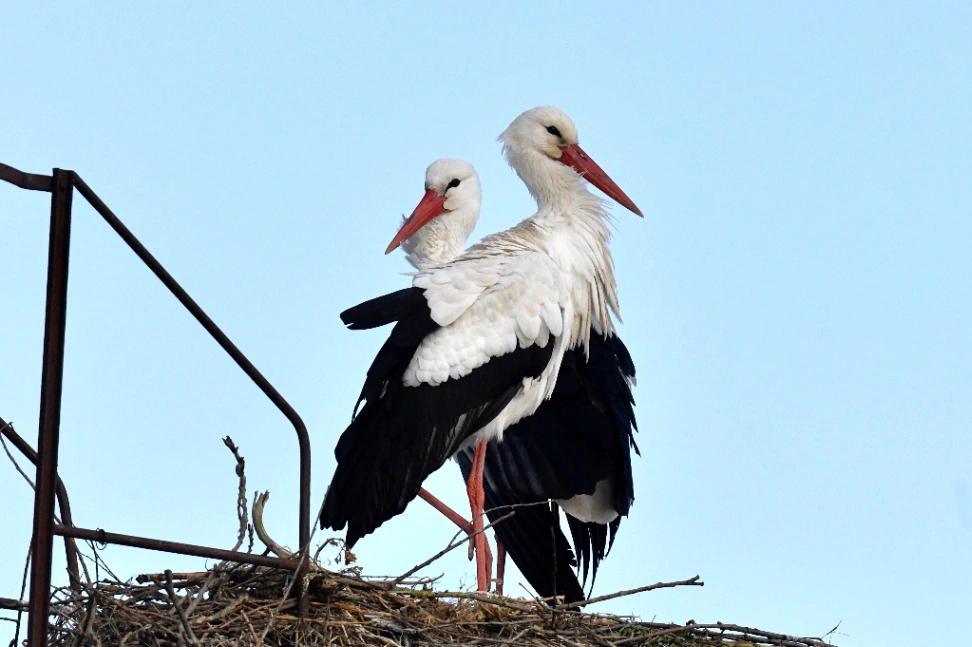 Randonnée nature au cœur de l'Audomarois à Clairmarais — Événement