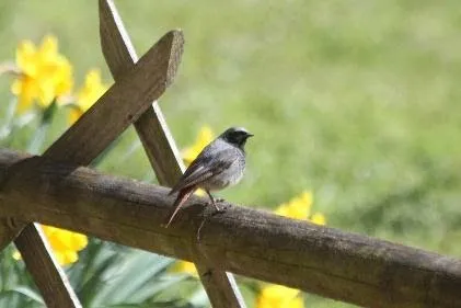 Sortie nature "Observation des oiseaux migrateurs en vallée du Ton" à Leuze — Événement