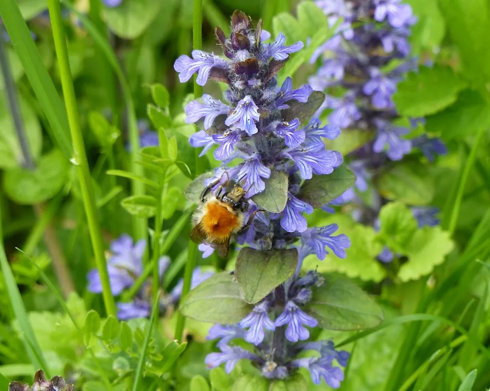 Sortie nature: Plantes comestibles du bocage à Rogny — Événement