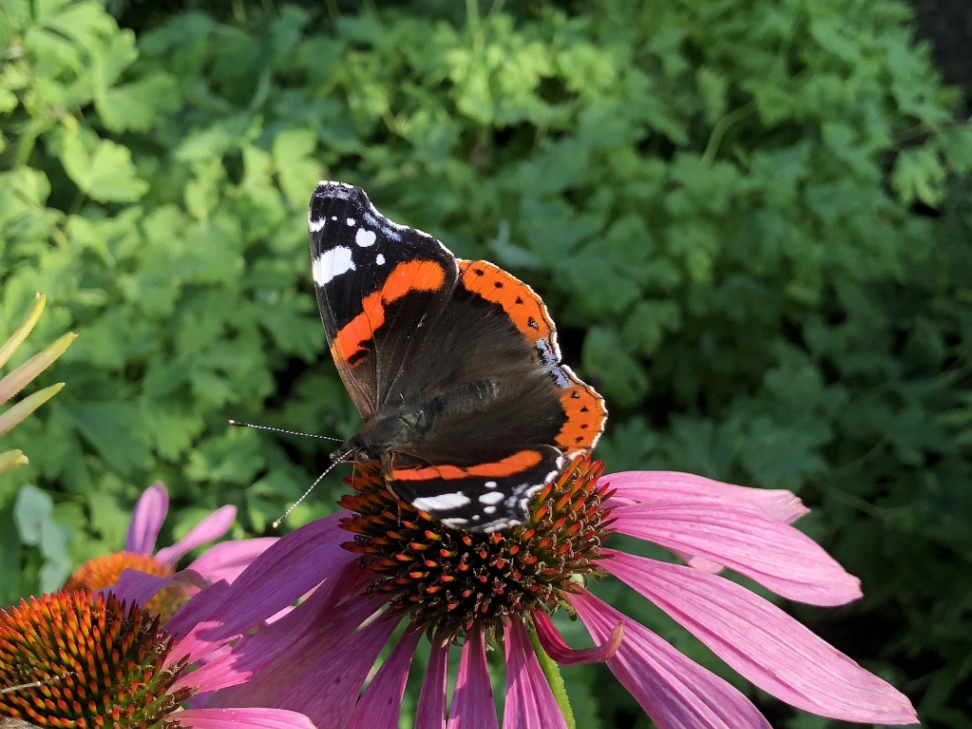 Sortie Nature: Couleur de parade à Bouvines — Événement