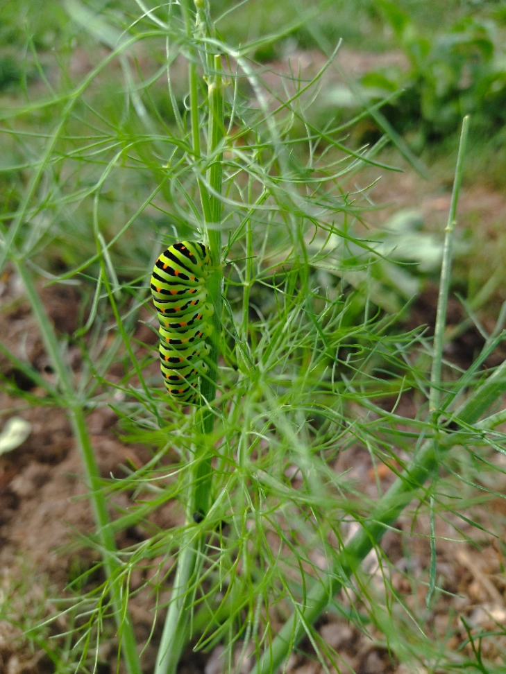 Sortie Nature: Équilibre et biodiversité à Caudry — Événement