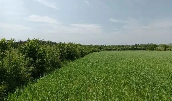 Sortie nature: La haie, richesse de notre bocage à Anor — Événement