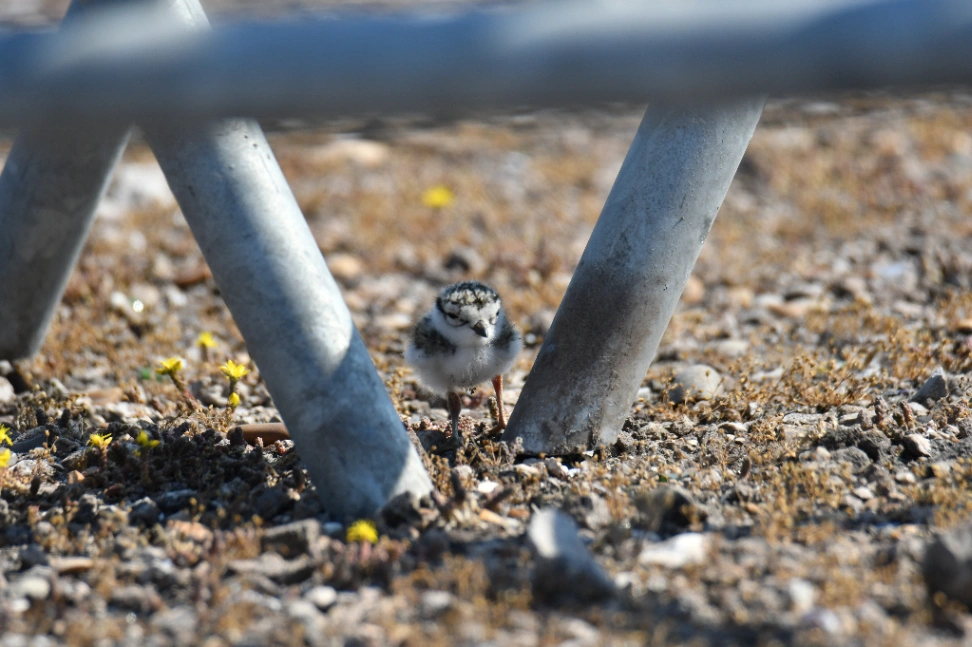 Sortie Nature: Les oiseaux remarquables en été à Dunkerque — Événement
