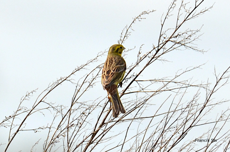 Sortie Nature: Reconnaître les oiseaux à Thumeries — Événement