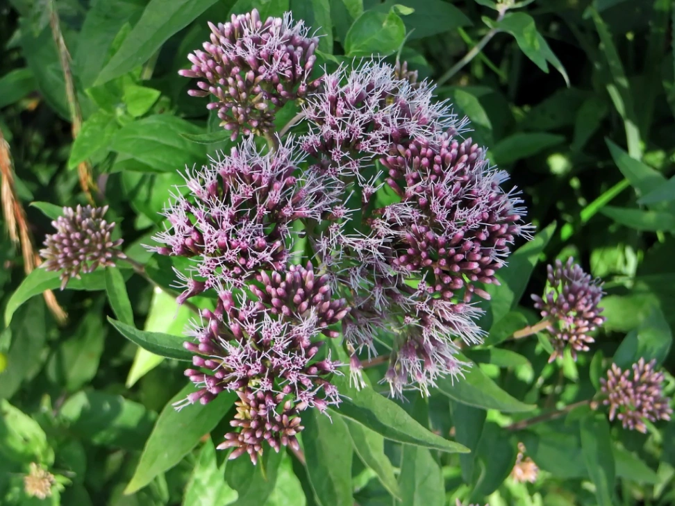 Sortie Nature: Vive le nectar ! à Sémeries — Événement