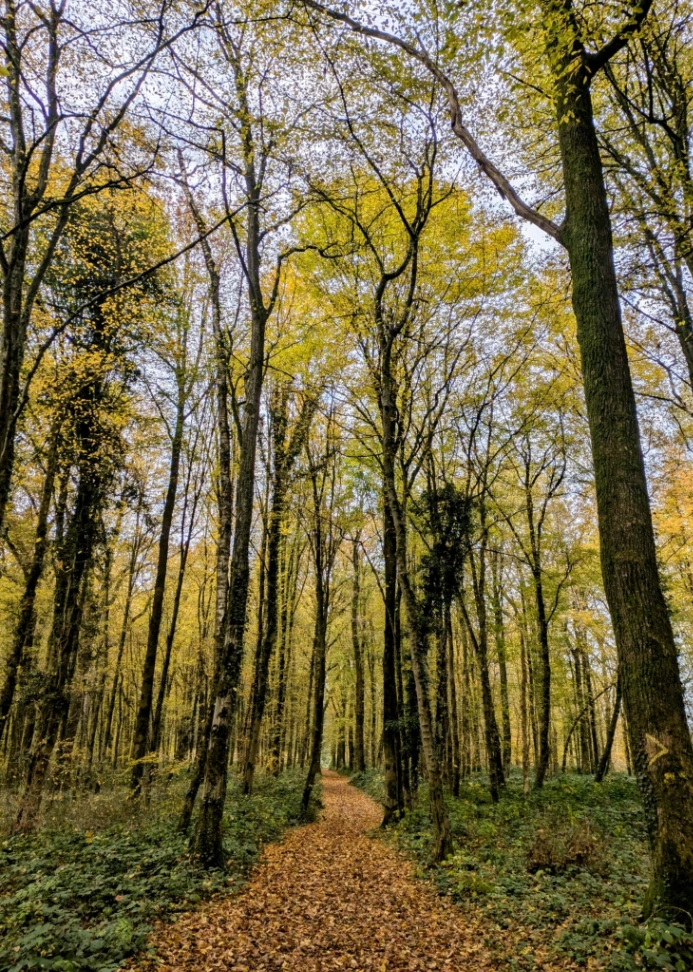 Forêt Domaniale de Bois l'Évêque à Ors — Lieu