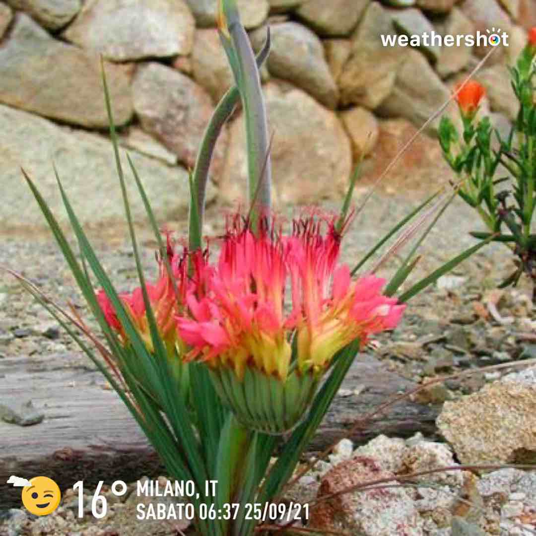Cloudy weather in Milano, 16°C — September 25, 2021 (community photo)