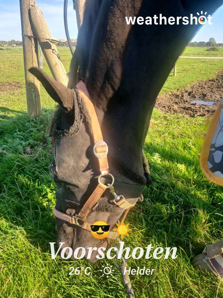Sunny weather in Voorschoten, 26°C — September 19, 2025 (community photo)