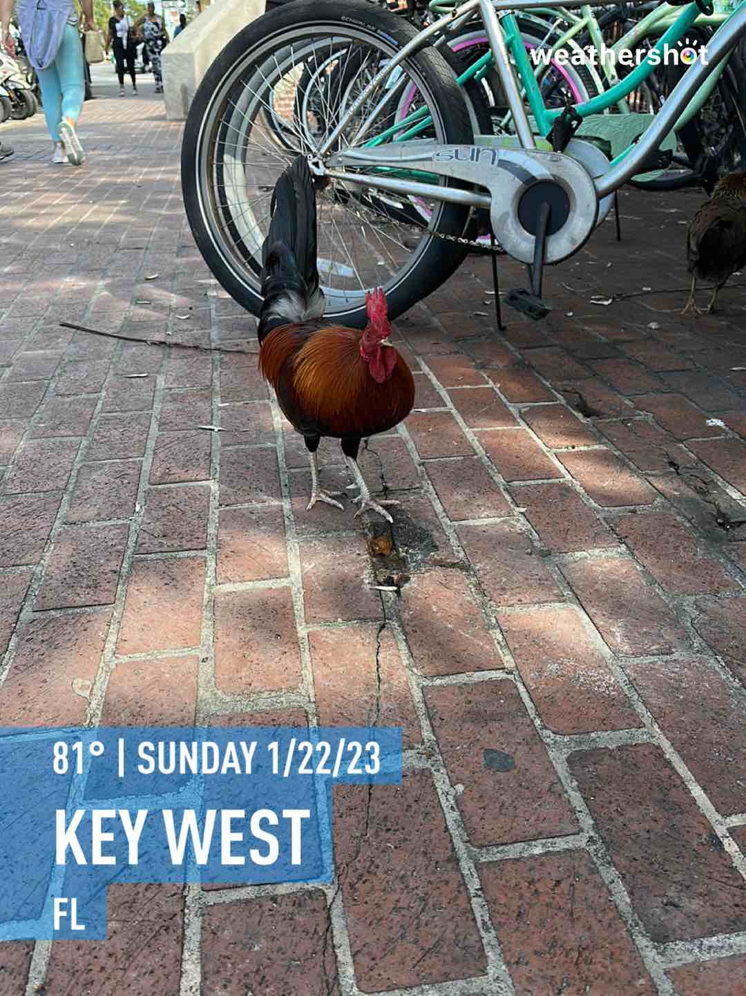 Cloudy weather in Key West, 81°F — January 22, 2023 (community photo)