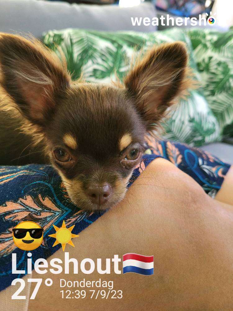 Sunny weather in Lieshout, 27°C — September 7, 2023 (community photo)