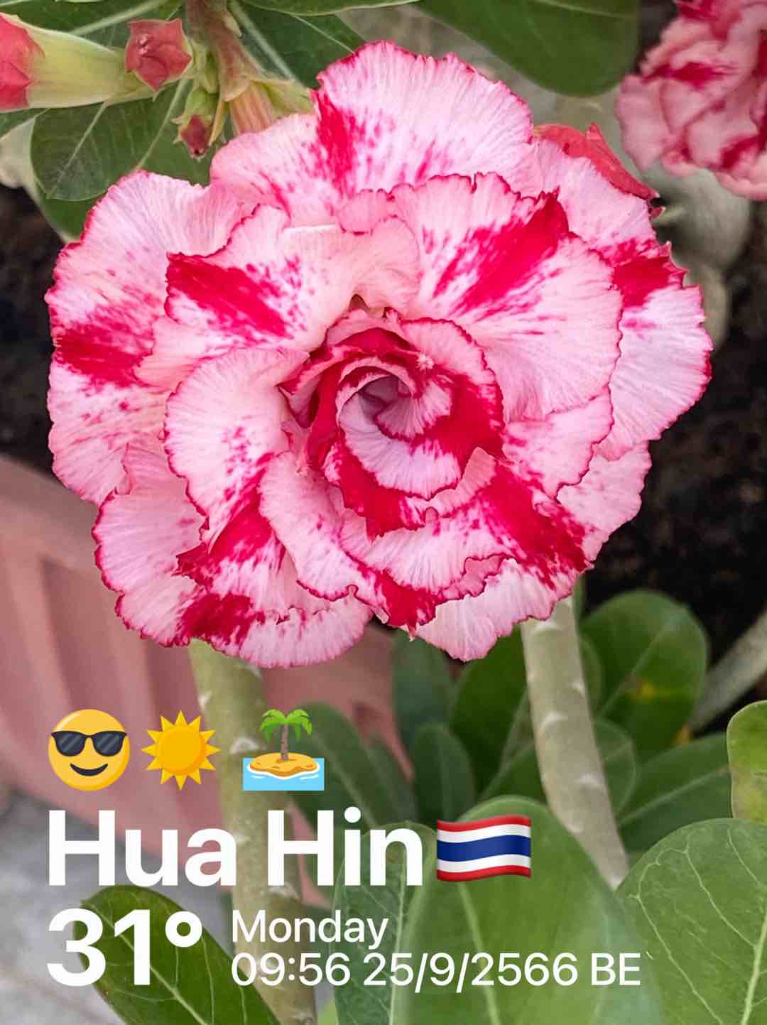 Clear weather in Tambon Hin Lek Fai, 29°C — September 25, 2023 (community photo)