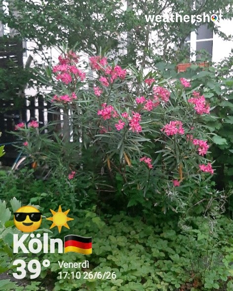 Sunny weather in Köln, 39°C — June 26, 2026 (community photo)
