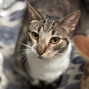 Gato barcino con blanco