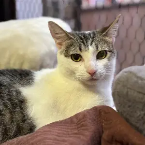 Gata barcina con blanco