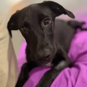 Cachorro blanco y negro 