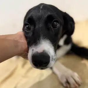 Cachorra blanca y negra