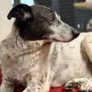 Gordita blanca y negra