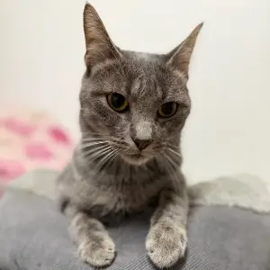 Gato gris