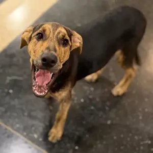 Cachorro marrón