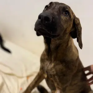 Cachorra atrigada 