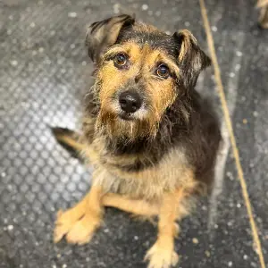 Ruffus
