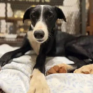 Galgo blanco y negro