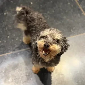 Peludito