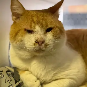 Gato amarillo