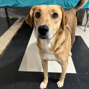 Cachorrona Amarilla