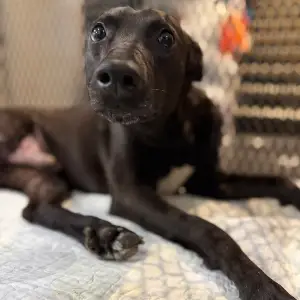 Valko