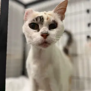 Gata blanca