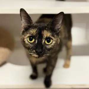 Gata atigrada