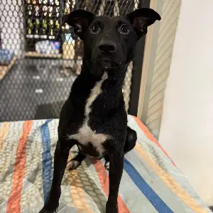 Sirius