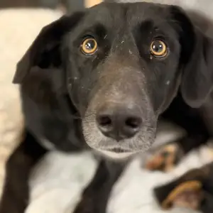 Perrita negra