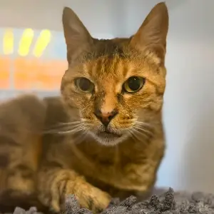 Gatita barcina 