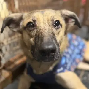 Pablito