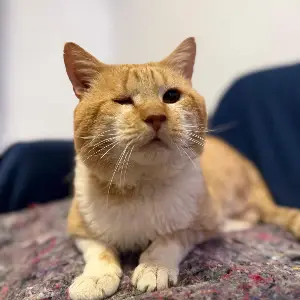Romero