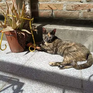 Gatita tricolor