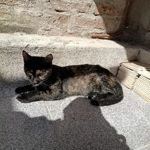 Gata atigrada