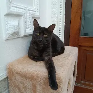 Gata negrita