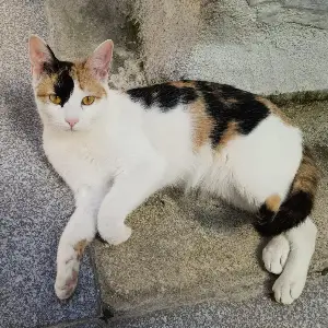 Gata tricolor
