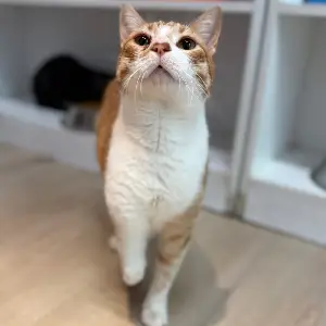Frijol