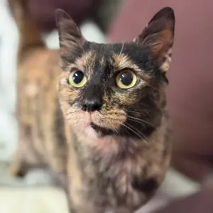 Gata atigrada.