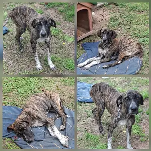 Perrita abandonada busca un hogar!