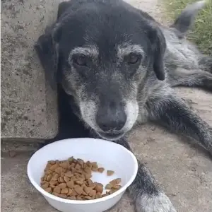 Perrita busca hogar.