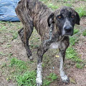 Perrita abandonada busca un hogar!