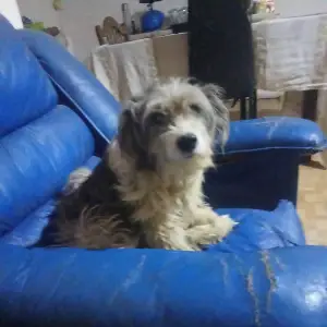 Necesitan adopción 